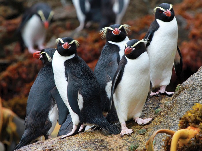 Где живут и гнездятся хохлатые пингвины